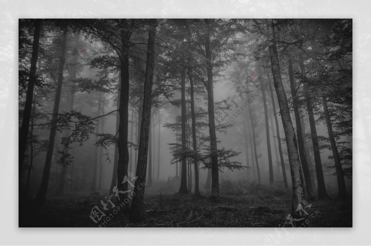 森林设计图__背景底纹_底纹边框_设计图库_昵图网nipic.com