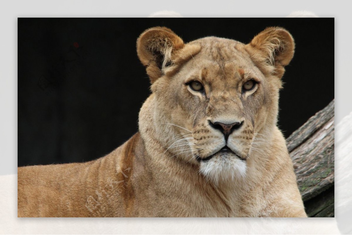 母雌狮 库存图片. 图片 包括有 雌狮, 晒裂, 重婚, 野生生物, 女性, 户外, 狮子, 利奥, 似猫 - 27649809