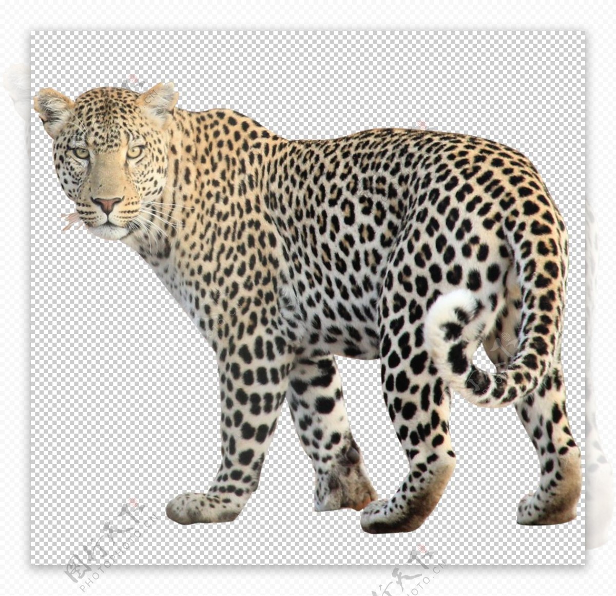 Fondos de Pantalla 2560x1700 Grandes felinos Leopardo Animalia descargar imagenes