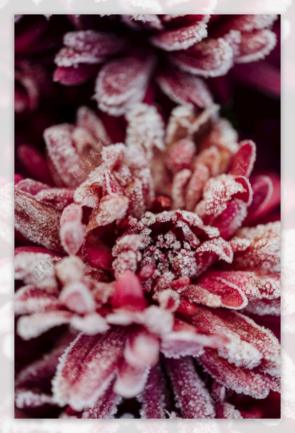 冬天植物挂霜图片