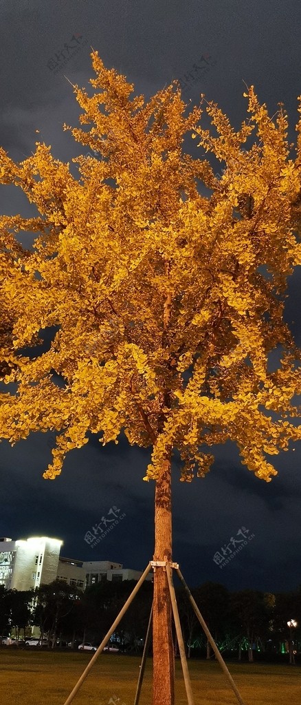 树银杏树图片