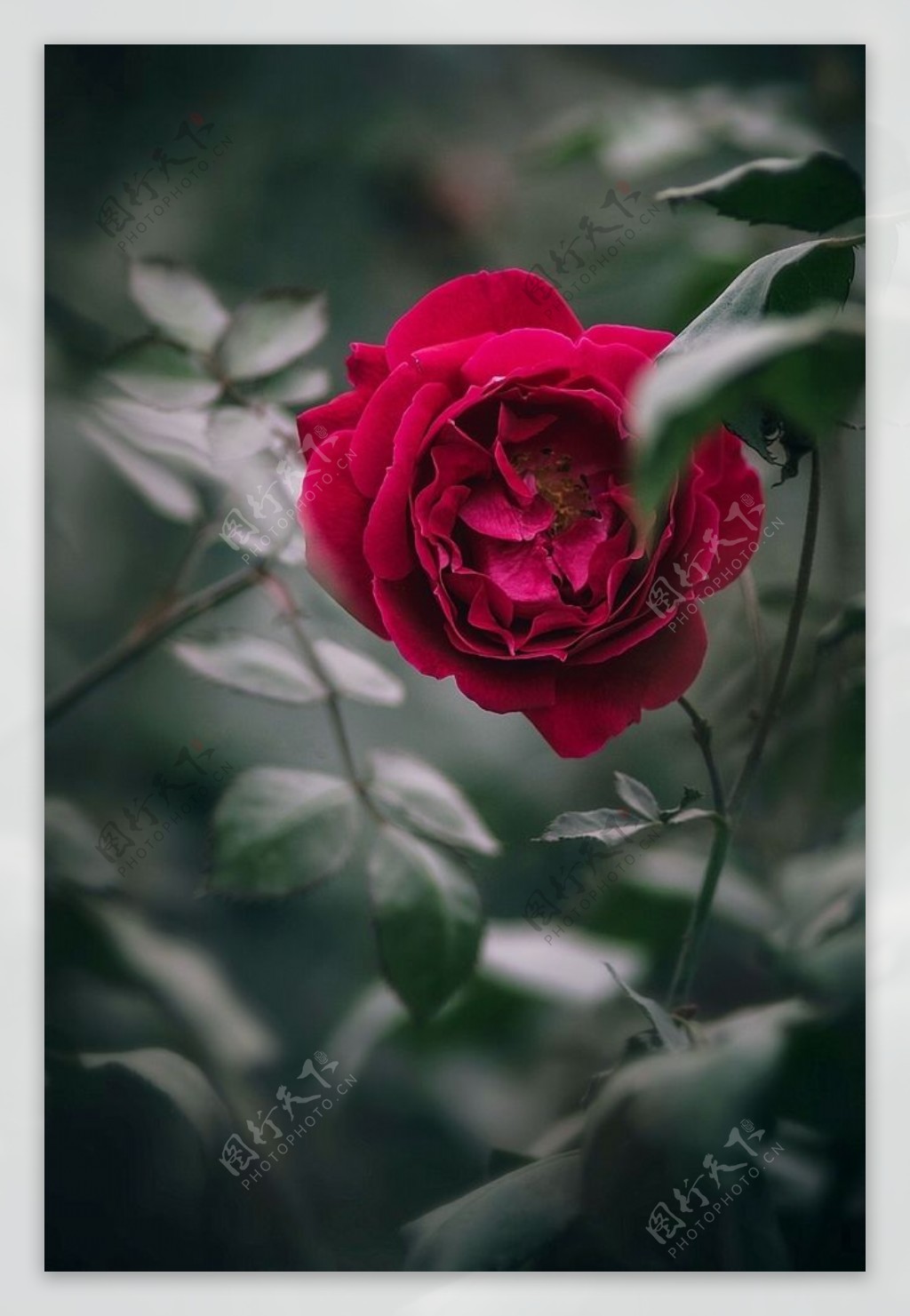 高清晰鲜红玫瑰花壁纸