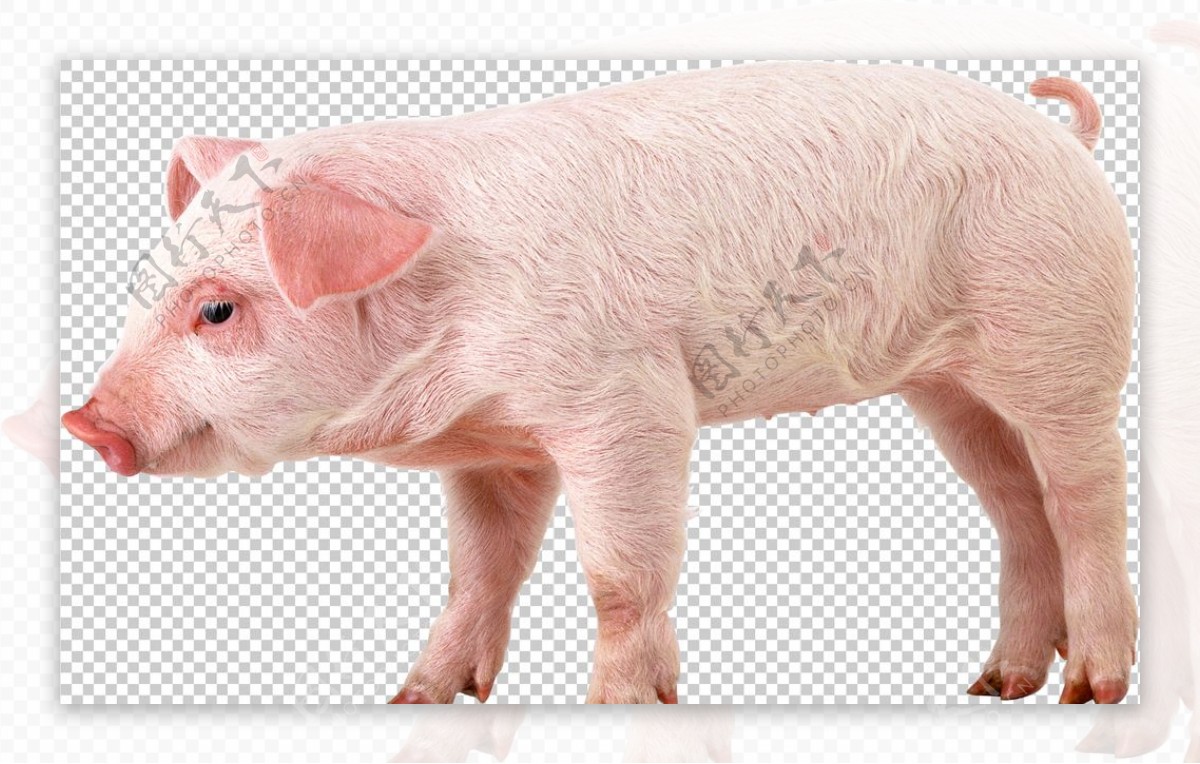 猪图片