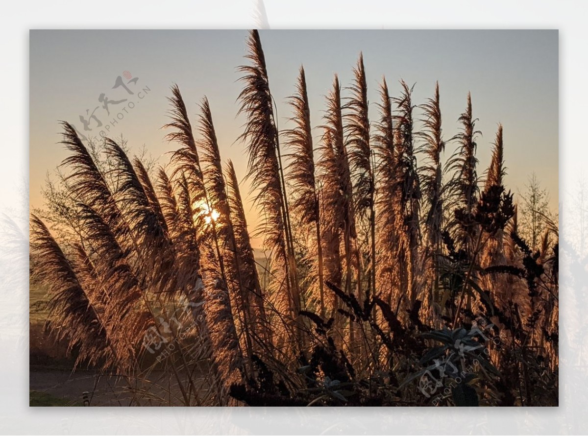 芦苇苇芦芦芛蒹葭植物图片