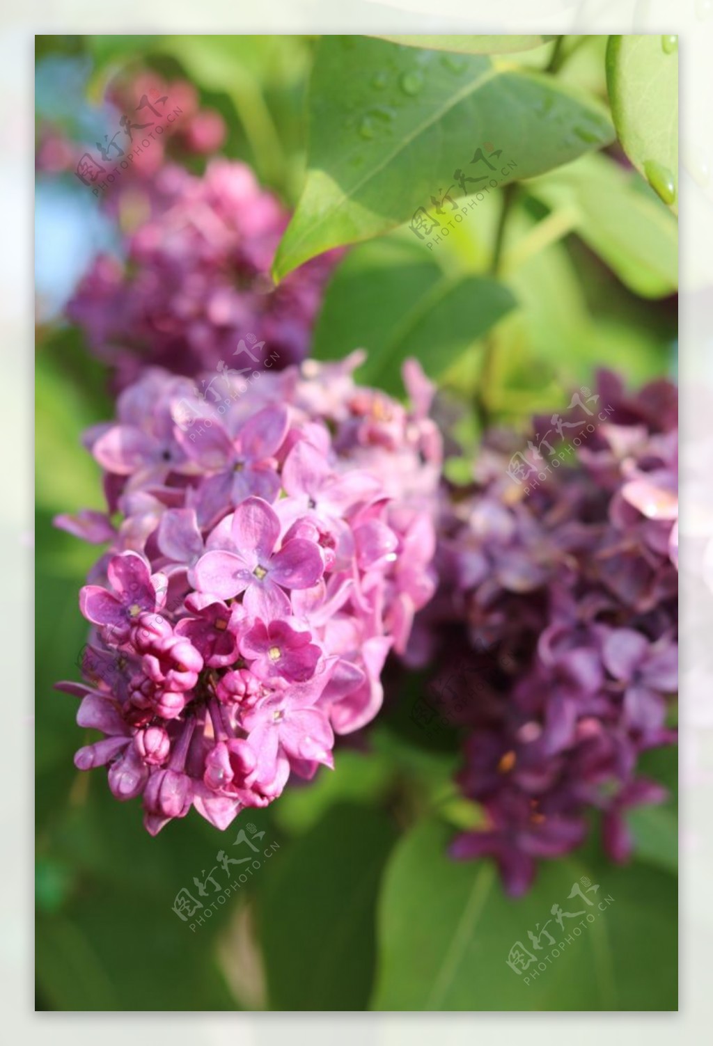 美丽的紫丁香鲜花图片