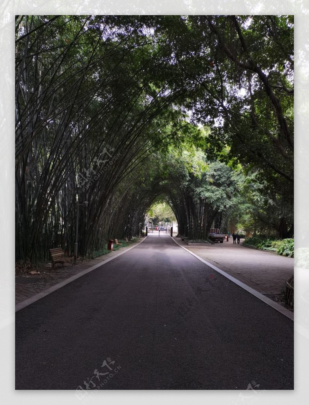 园林风景竹林道路图片