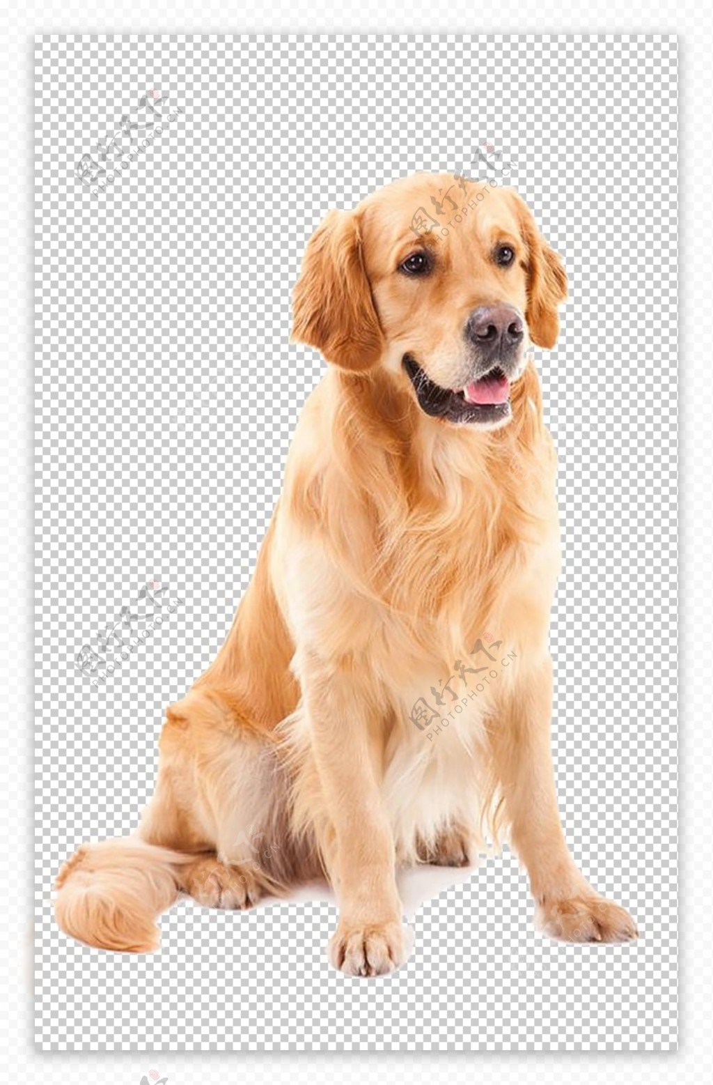 狗狗图片