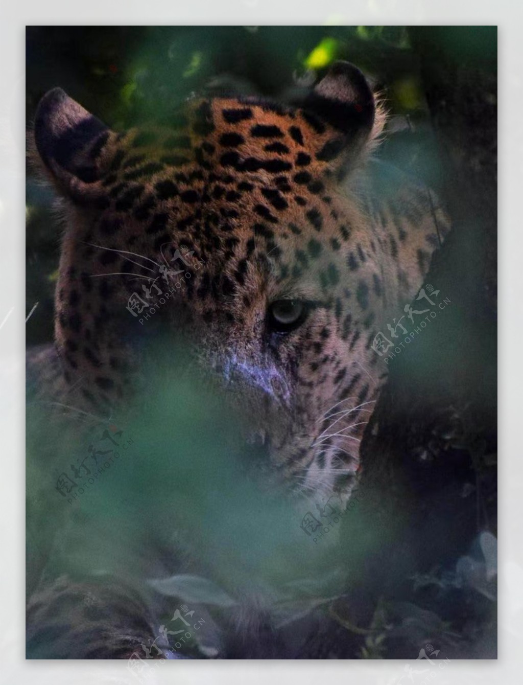 壁纸1280×1024豹子写真 2 17壁纸,豹子写真壁纸图片-动物壁纸-动物图片素材-桌面壁纸
