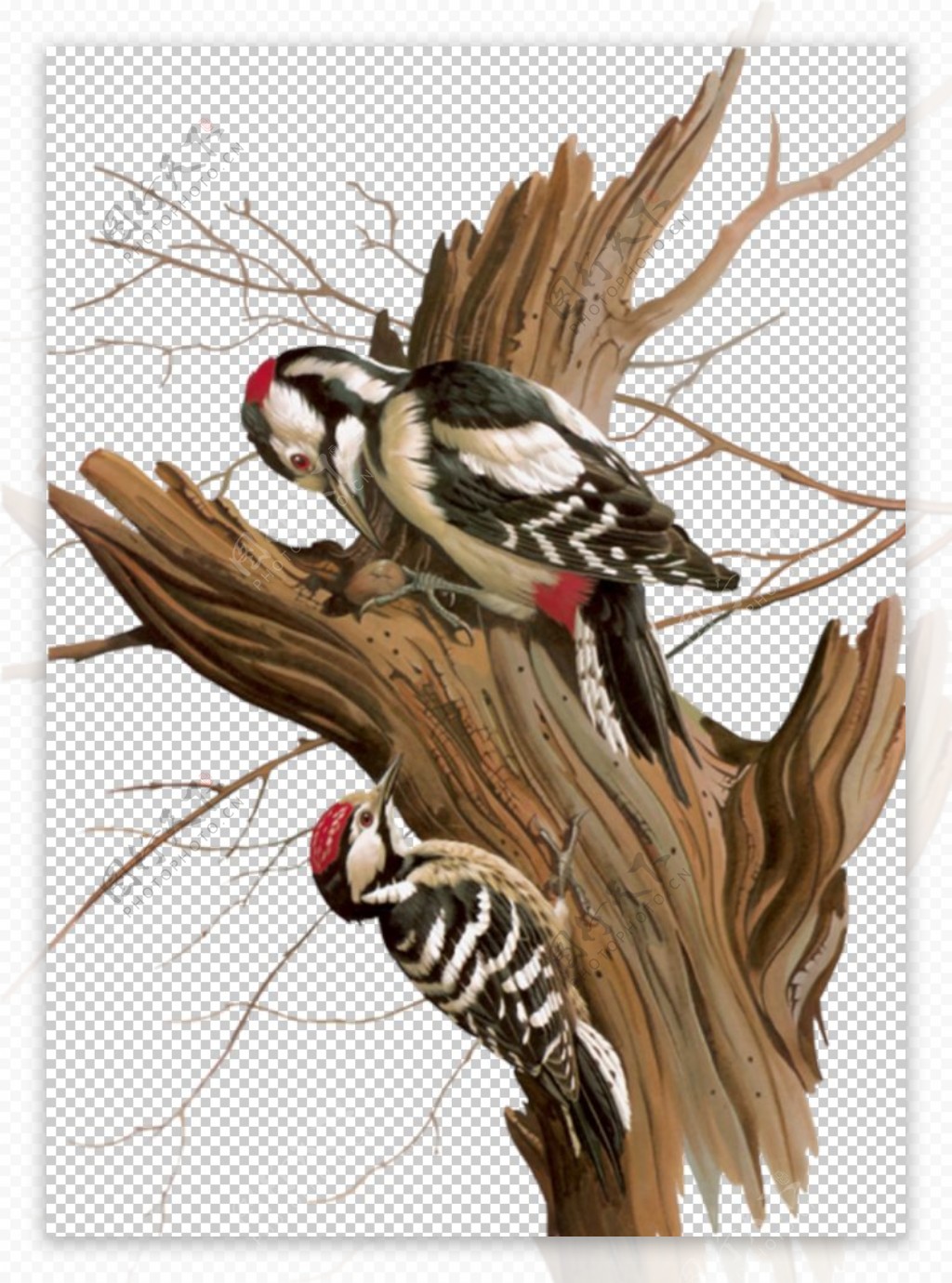 啄木鸟插画图片素材-编号40095133-图行天下