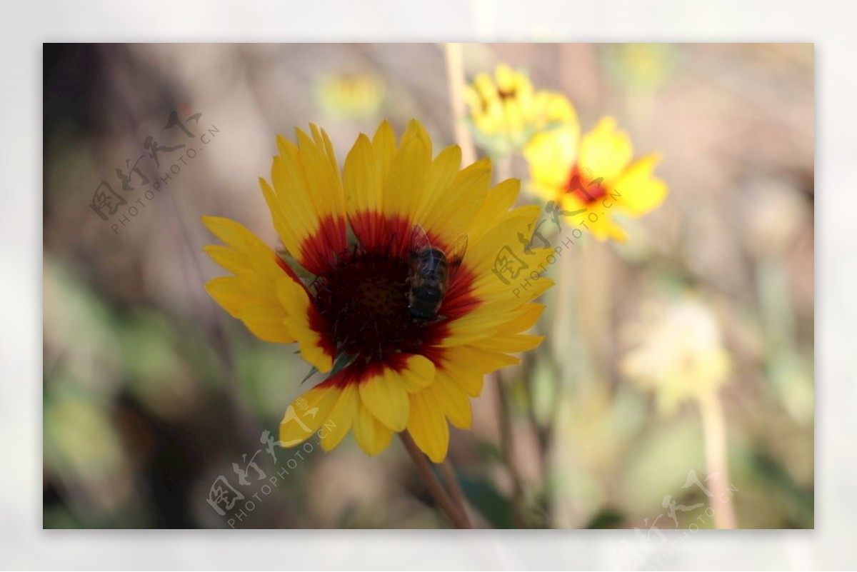 花与蜂图片