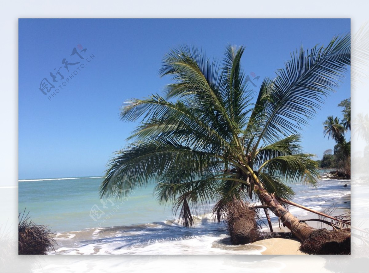 海边椰子树图片素材-编号11005650-图行天下