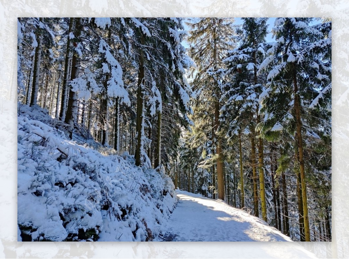 冬天大雪森林树木风景图片