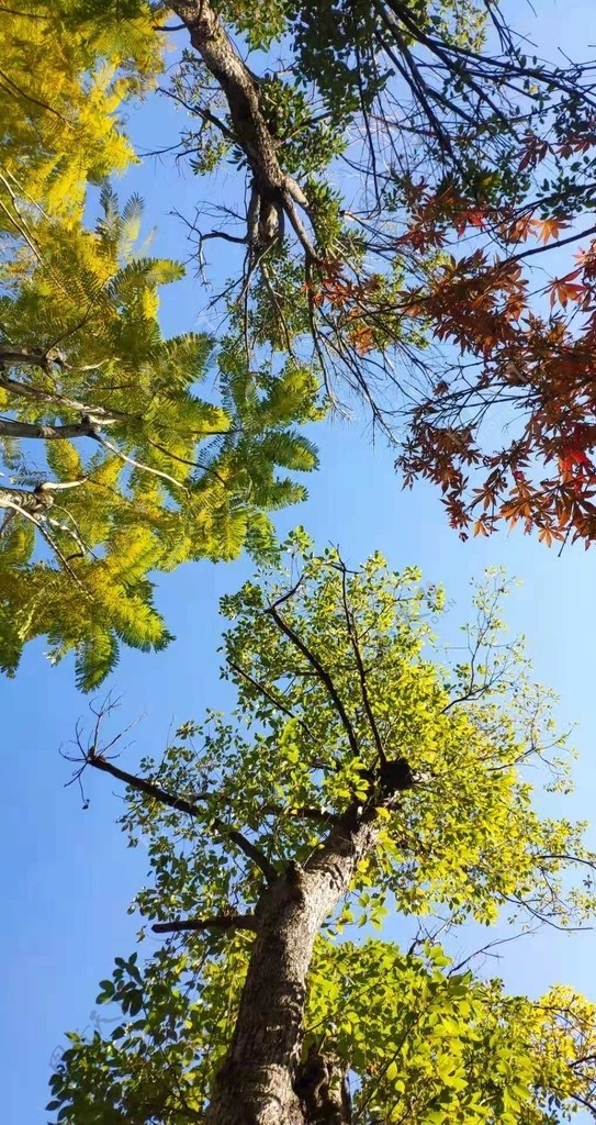 秋日图片